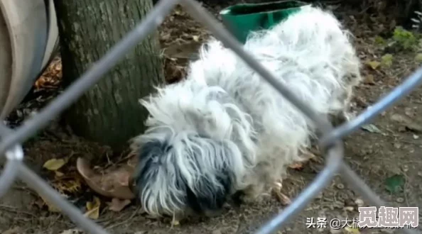 一人一狗卡了6个小时：讲述了一位主人与他的爱犬在意外情况下被困的经历，以及他们如何共同面对挑战和寻找解决办法