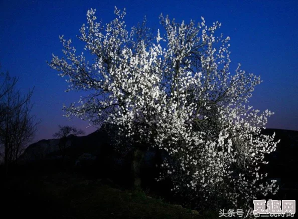 男人半夜睡不着想看点东西，真是太能理解了，有时候就是想找点乐子消磨时间