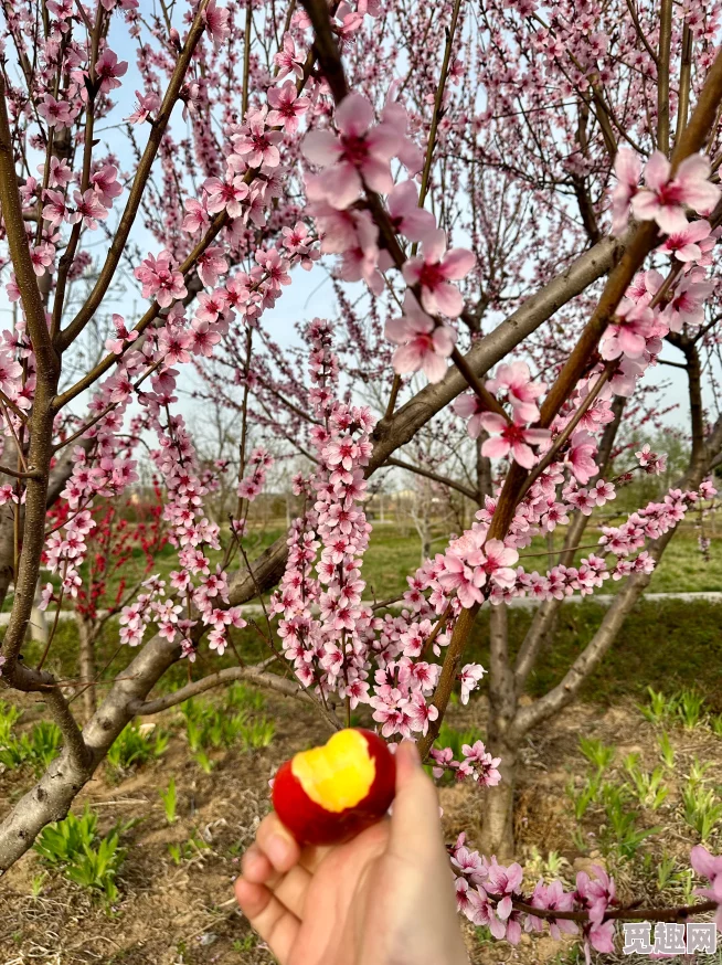 在逃生游戏里花式挨草桃子灯桃花映江山（花朝）