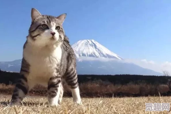 日本精品久久久中文字幕东京新开业的猫咪咖啡馆吸引大量年轻人前往打卡