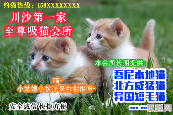 猫咪色网网站维护升级预计将于三天内完成