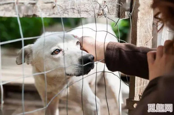 狗与人探讨犬类与人类在进化、情感与社会关系中的相互影响与深刻羁绊