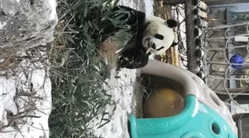 萌兰酱初次开发超紧超粉嫩的据说隔壁熊猫基地王师傅指导还送了一筐新鲜竹笋