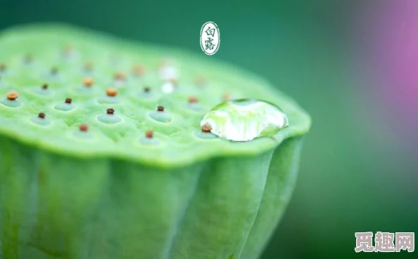 桃源深处有人家赤日炎暑玩法全揭秘：种植荷叶做节气菜，赢取限定建筑与家居